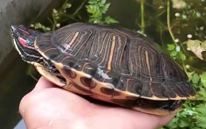 巴西龟的寿命有多长？