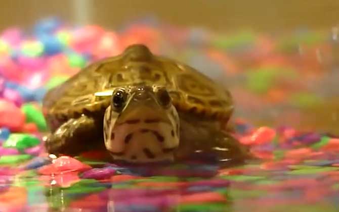 巴西龟能长多大？