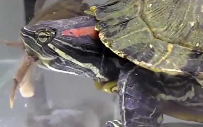 巴西龟价格多少钱一只？