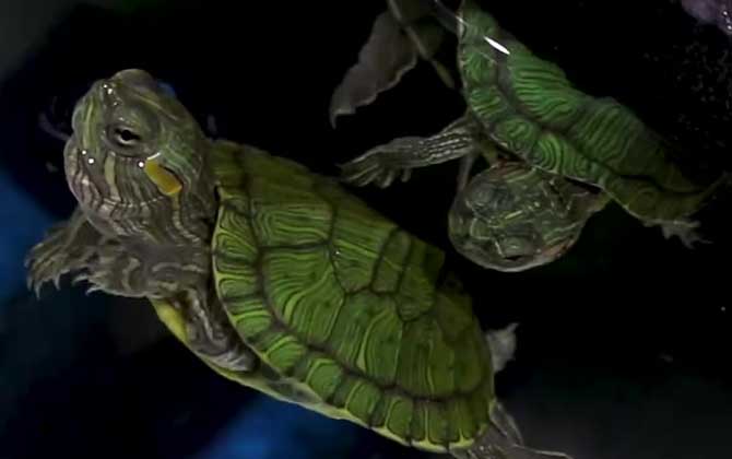 巴西龟的危害有多大？