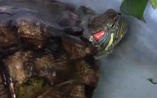 巴西龟的危害有多大？