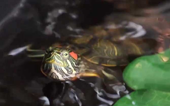 巴西龟冬眠吗？