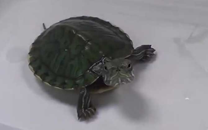 巴西红耳龟是什么龟？