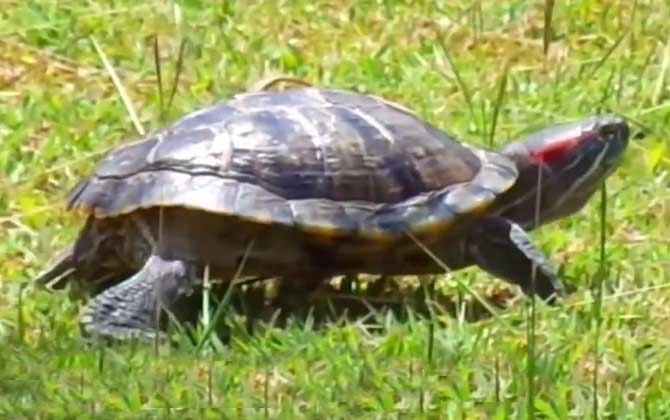 巴西龟不吃东西怎么回事？