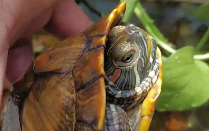 巴西龟可以干养吗？