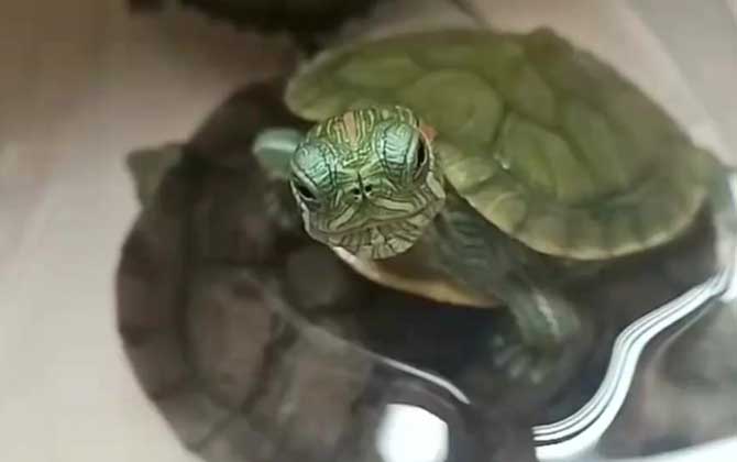 巴西龟眼睛肿了怎么办？
