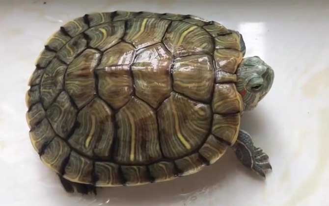 养巴西龟放多少水合适？