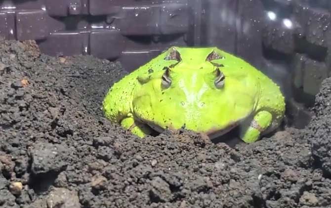 霸王角蛙是什么蛙？