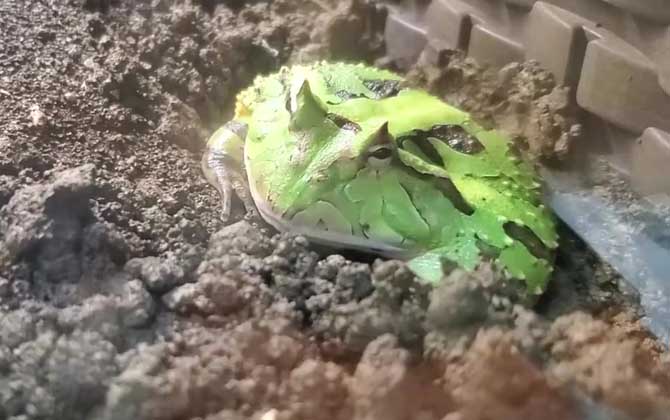 霸王角蛙价格多少钱一只？