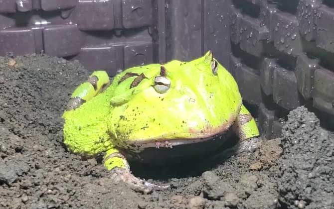 霸王角蛙价格多少钱一只？