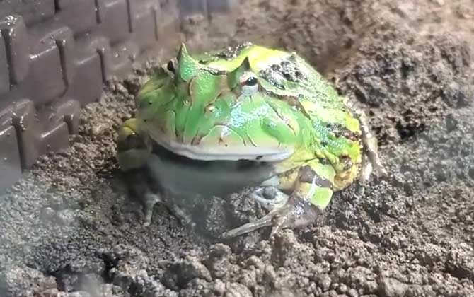 霸王角蛙寿命有多长？