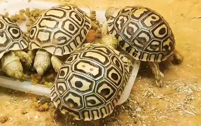 豹龟是什么龟？