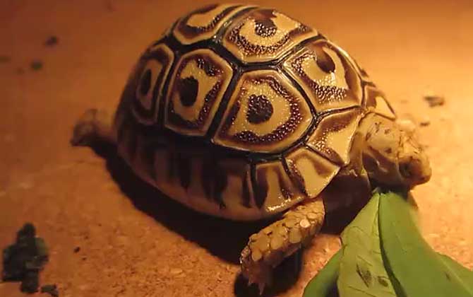 豹龟饲养方法及病害防治