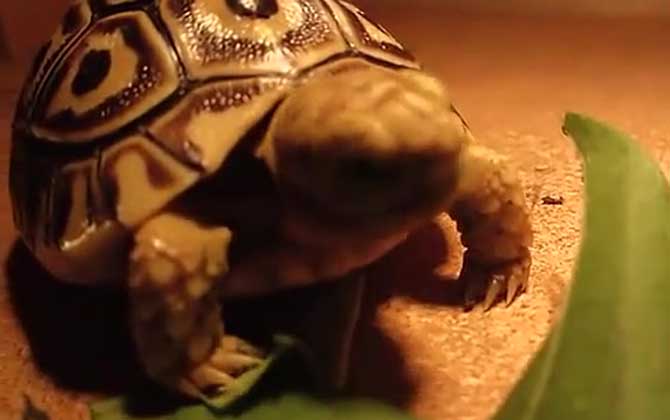 豹龟饲养方法及病害防治