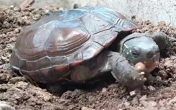 草龟是什么龟？