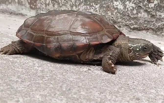 草龟是什么龟？
