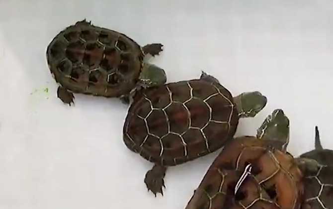 中华草龟怎么养？