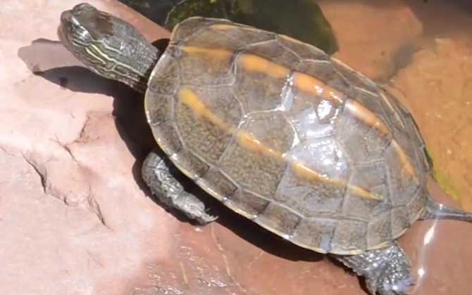 中华草龟是保护动物吗？