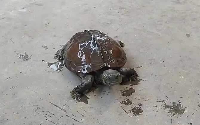 广东草龟是什么龟？