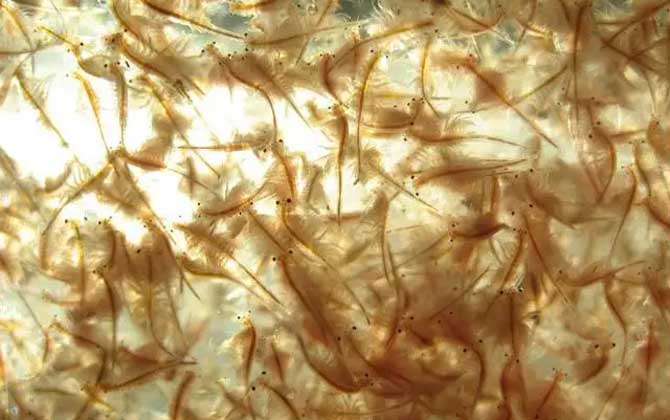 丰年虾卵孵化及养殖方法