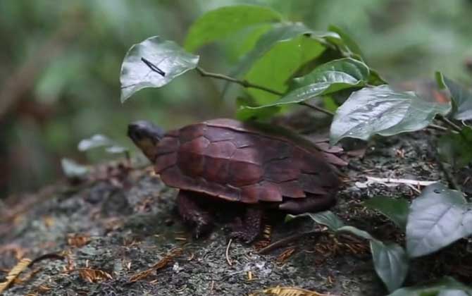 枫叶龟价格多少钱一只？