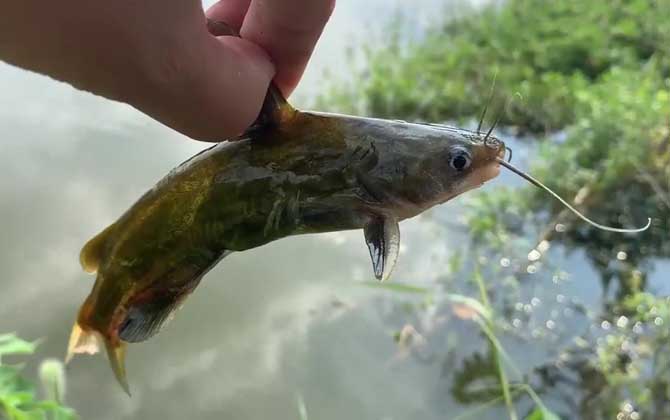 黄骨鱼幼苗吃什么饲料？