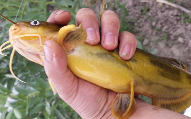 黄颡鱼刺伤会有生命危险吗？