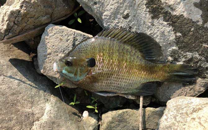 太阳鱼冬天进食吗？