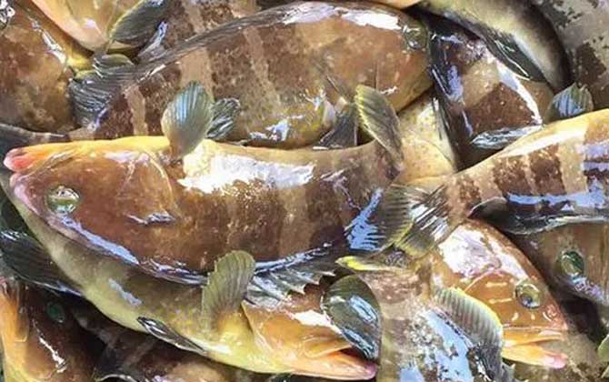 石斑鱼可以人工养殖吗？