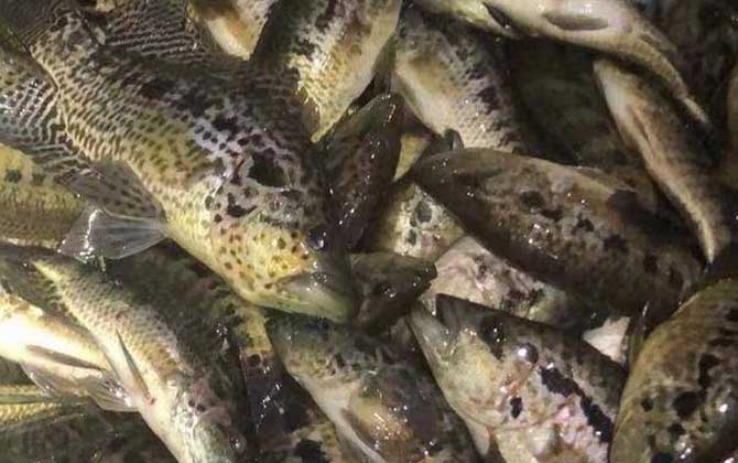 淡水石斑鱼吃什么食物？