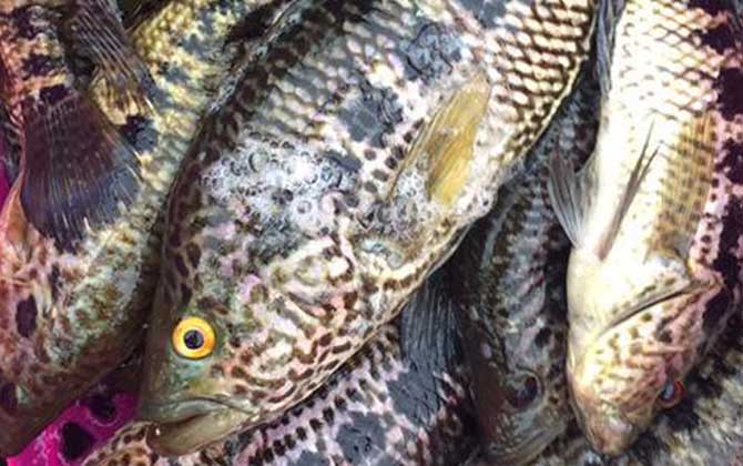 淡水石斑鱼养殖骗局是真的吗？