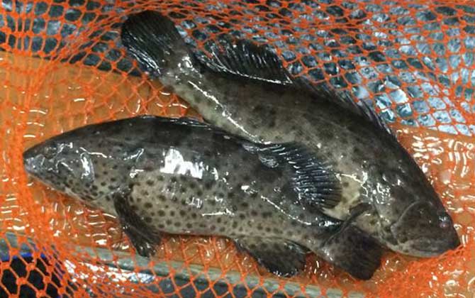 青石斑鱼价格多少钱一斤？