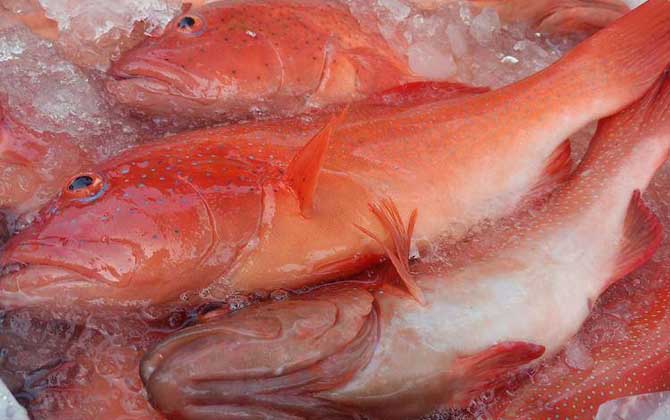 石斑鱼和红石斑鱼的区别