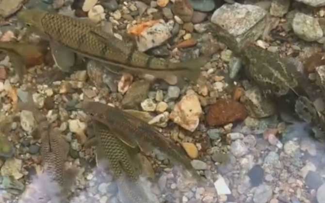光唇鱼和溪石斑是一种鱼吗？
