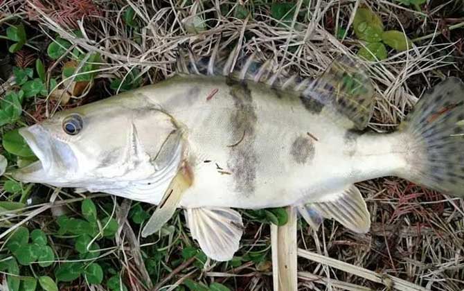 桃花流水鳜鱼肥的上一句是什么？