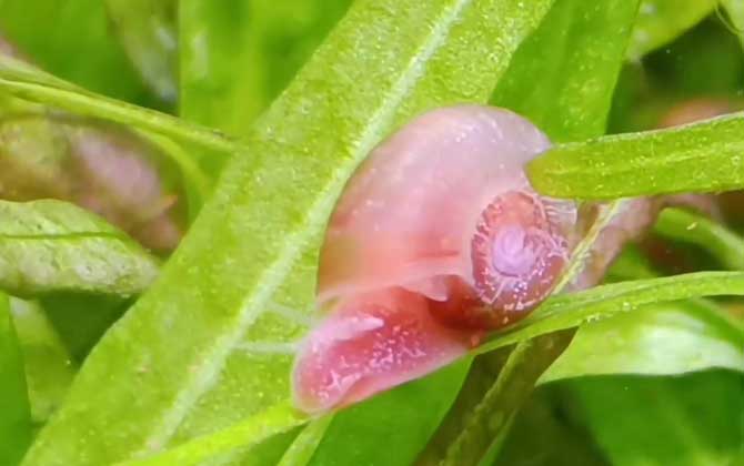 苹果螺是什么动物？