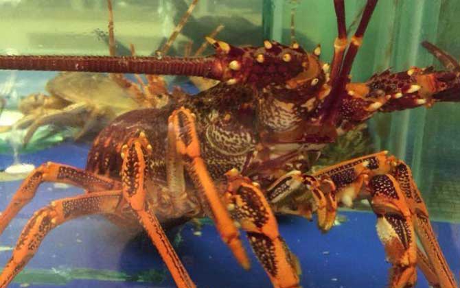 世界上最大的龙虾是什么虾？