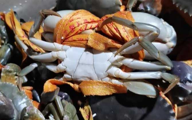 螃蟹不能和哪些食物一起吃？
