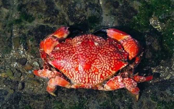 世界上最危险的螃蟹排行榜