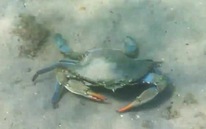 蓝色螃蟹是什么动物？