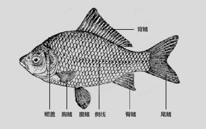 腹鳍是什么鳍？