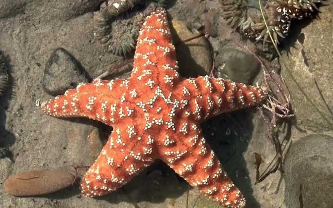 海星的资料及生活习性