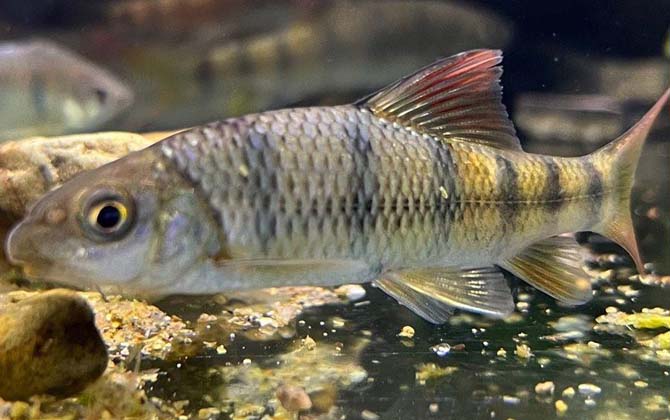 小河石斑鱼是什么鱼？