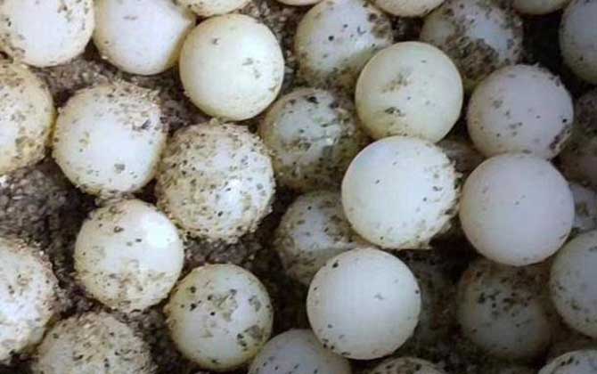 甲鱼蛋孵化多少天出壳？