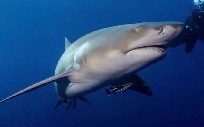 大白鲨有多大？