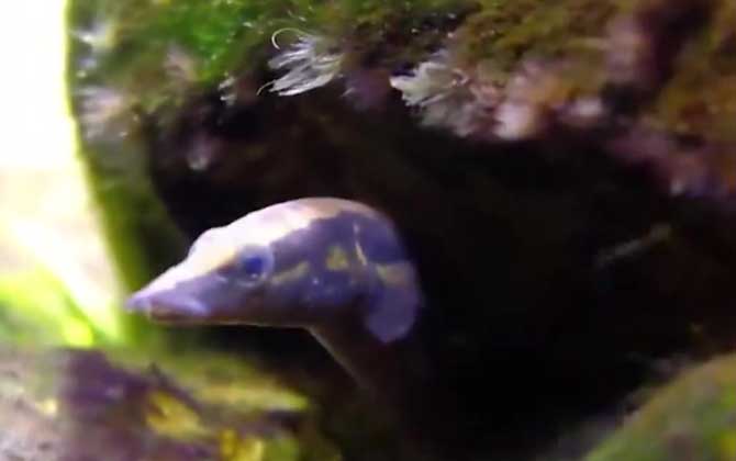 大刺鳅是什么鱼？