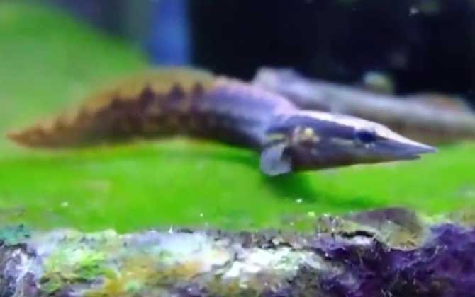 大刺鳅是什么鱼？