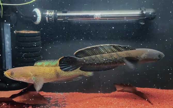 鬼王雷龙鱼能长多大？