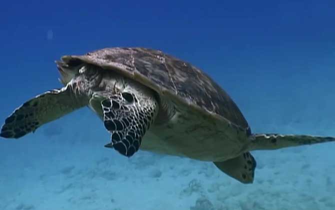 海龟的最大寿命有多长？