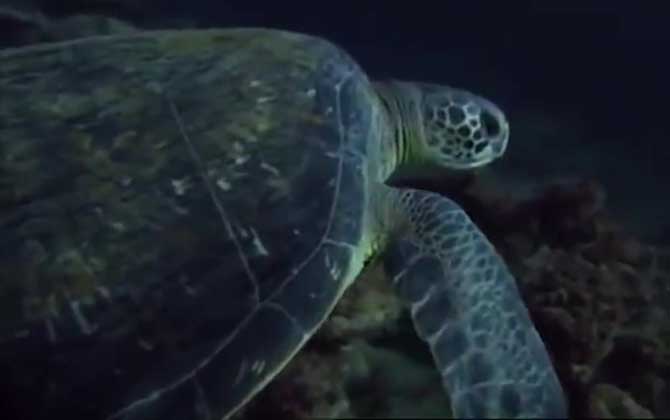 海龟是寿命最长的海洋生物吗？